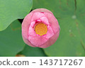 A photograph taken from directly above of a pink lotus flower with its receptacle visible, blooming in Shinobazu Pond in August. 143717267