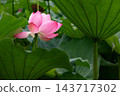 Pink lotus flowers and large green leaves blooming in Shinobazu Pond in August 143717302