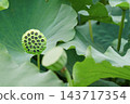 In August at Shinobazu Pond, the lotus seed pods are surrounded by green lotus leaves. 143717354