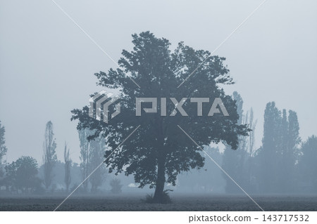 A lone tree stands in a field surrounded by thick morning fog. Pianura Padana 143717532