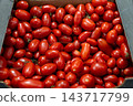 Fresh Ripe Tomatoes In Crate At Market Pile Of Red Garden Produce 143717799