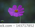Pink cosmos flowers blooming in autumn field 143717852