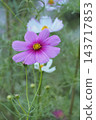 Autumn flower cosmos pink cosmos is blooming 143717853