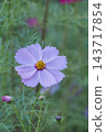 Autumn flower cosmos pink cosmos is blooming 143717854