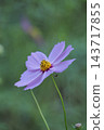 Pink cosmos flowers blooming in autumn field 143717855