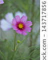Autumn flower cosmos pink cosmos is blooming 143717856
