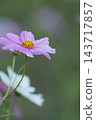 Pink cosmos flowers blooming in autumn field 143717857