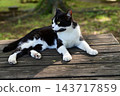 A cat resting on a bench 143717859