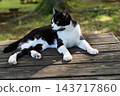 Cat taking a nap on the bench 143717860