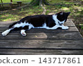 A cat resting on a bench 143717861