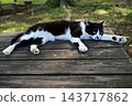 A cat resting on a bench 143717862