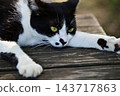 A cat resting on a bench 143717863