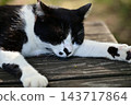 A cat resting on a bench 143717864