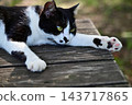 A cat resting on a bench 143717865