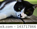 A cat staring at you 143717866