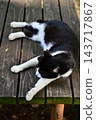 Cat sleeping on the bench 143717867