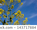 Mustard plants with yellow flowers grow beneath a blue sky in a field during spring, viewed from below among the stems 143717884