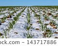 Crop shoots grow through snow in rows across a farm field during winter, with soil visible between the plants under a clear sky 143717886