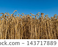 Wheat stalks stand in a field under a blue sky, ready for harvest in the daytime 143717889