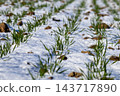 Winter wheat sprouts emerge through snow in a field, with soil visible between the plants during winter 143717890