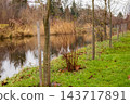 Young trees grow inside protective wire guards beside a pond in a park, with fallen leaves on the ground in fall 143717891