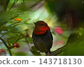 A robin in the bushes 143718130