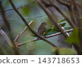 A Siberian Blue Robin resting on a branch in the bushes. 143718653