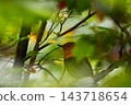A robin peeks its head out from behind the leaves. 143718654