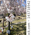 A branch of weeping cherry tree 143718942