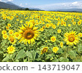 A cheerful sunflower face 143719047