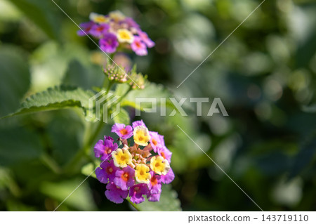 馬纓丹(又名“七變”)花擁有美麗的粉紅色和黃色漸變色。 馬纓丹(又名“七變”)花擁有美麗的粉紅色和黃色漸變色。 143719110
