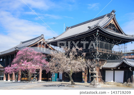 紅白相間的梅花在光勝寺的寺門前盛開。 紅白相間的梅花在光勝寺的寺門前盛開。 143719209