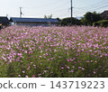 休耕地裡盛開著波斯菊 143719223