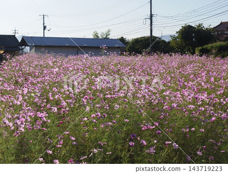 休耕地裡盛開著波斯菊 休耕地裡盛開著波斯菊 143719223