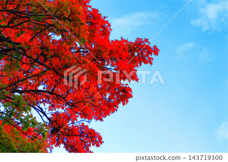 鮮豔的紅色秋葉如同火焰般熾熱。 鮮豔的紅色秋葉如同火焰般熾熱。 143719300