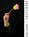 Single elegant tulip in woman hand 143719395