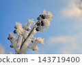 Frozen brunch in winter time 143719400