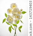 Bouquet Of Fresh Wild White Roses 143719403