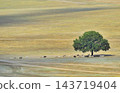 Goats and Sheeps near an oak tree 143719404