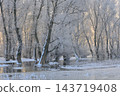 Sunset in the wood between the trees 143719408
