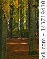 Autumn colorful trees in forest 143719410