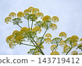 Fennel Foeniculum vulgare hardy perennial herb 143719412