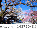 京都甲聖寺的梅花 143719438