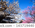 京都甲聖寺的梅花 143719440