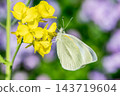 Rape blossoms and yellow butterflies 143719604