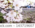 Cherry blossom viewing on the riverbank (Minami-Gyotoku) 143719607