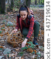 young woman foraging and picking chestnuts in an autumn forest. 143719634