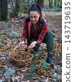 young woman foraging and picking chestnuts in an autumn forest. 143719635