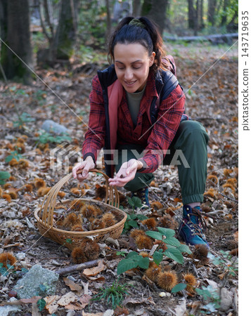 young woman foraging and picking chestnuts in an autumn forest. young woman foraging and picking chestnuts in an autumn forest. 143719635