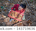 young woman foraging and picking chestnuts in an autumn forest. 143719636